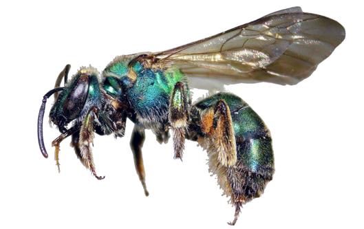 Caenaugochlora inermis